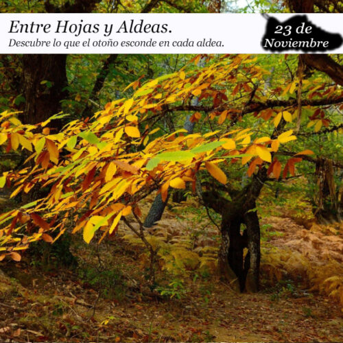 Entre Hojas y Aldeas (23 de noviembre)