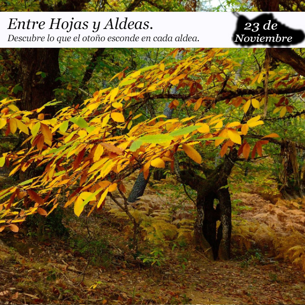 Entre Hojas y Aldeas (23 de noviembre)