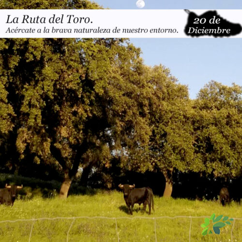 1234 La Ruta del Toro( 20 de diciembre)