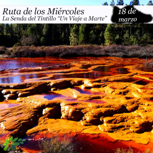 tintillo Ruta del Tintillo| 18 de Marzo